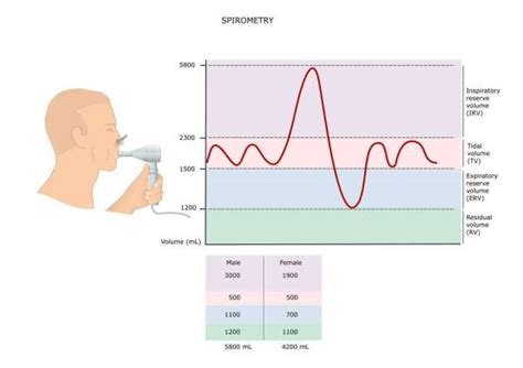 How do you calculate lung volume? | Trifocus Fitness Academy