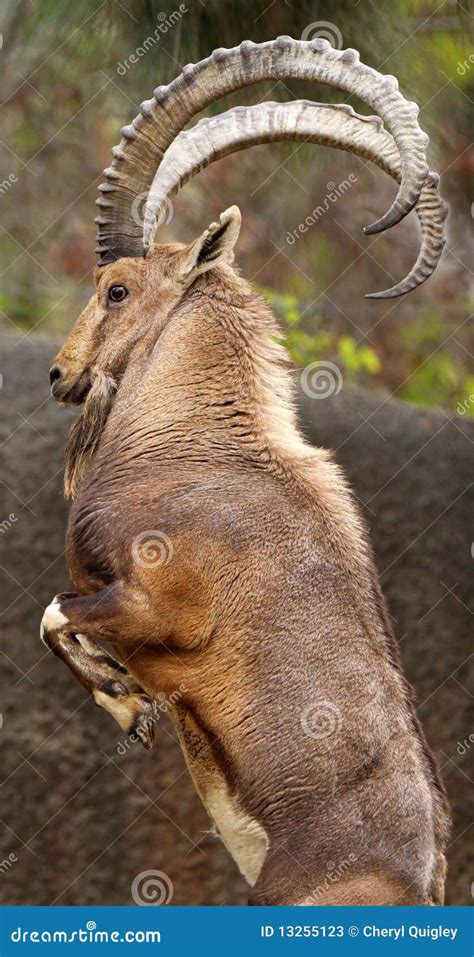 Wild Goat Rearing Up In Air Stock Photos - Image: 13255123