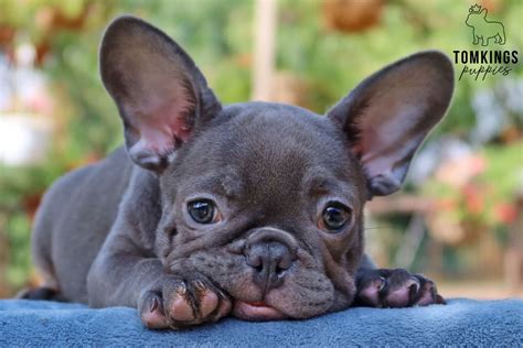 How Much French Bulldog Puppies