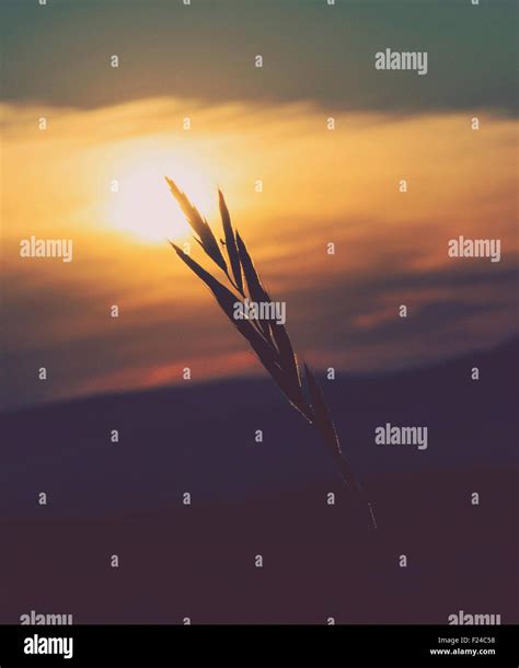 Wheat in sunset Stock Photo - Alamy