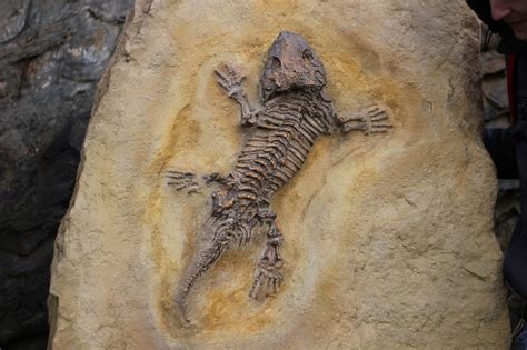 Fossils Bone Lizard · Free photo on Pixabay