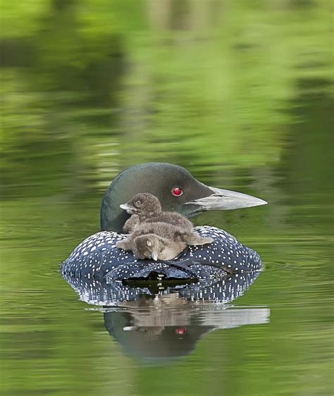 Loon Chicks - Nap Time Photograph by John Vose