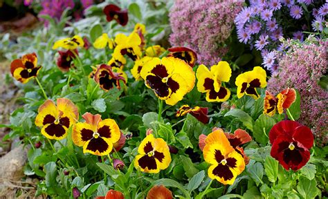 How to Grow Pansies | Garden Gate