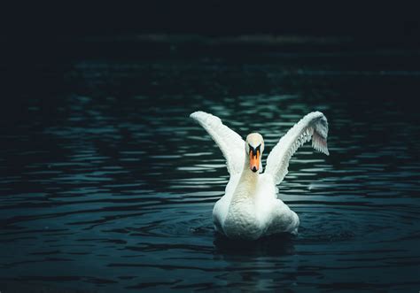 Download Wings Swan Animal Mute Swan HD Wallpaper