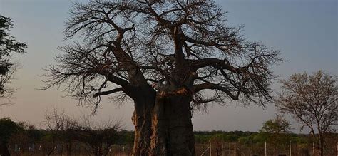 Top 14 Things To Do In Kasane, Botswana - Updated 2024 | Trip101