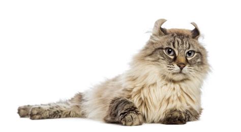 American Curl (Longhair) Cats | Cat Breeds