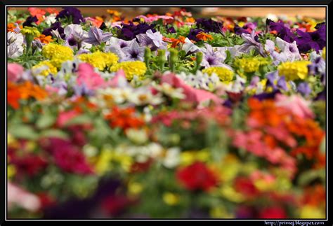 Prime Photos: Lalbagh Flower Show January 2012