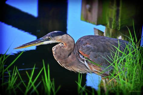 Fishing Heron 1 Photograph by Ro Wade - Pixels