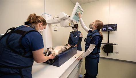 8 Cutting Edge Veterinary Technology Examples