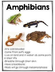 Do you know the difference between reptiles and amphibians? This will help. | Reptiles and ...