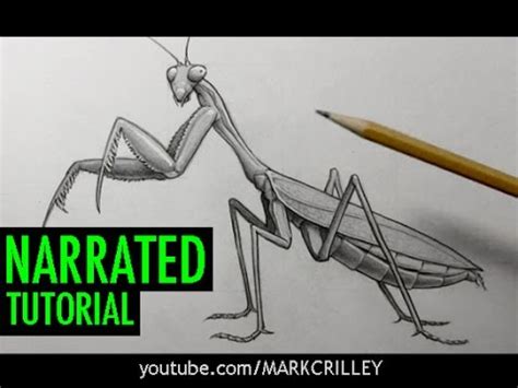 realistic praying mantis drawing - horseartdrawingpencileasy