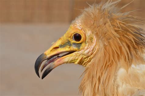 Egyptian Vulture