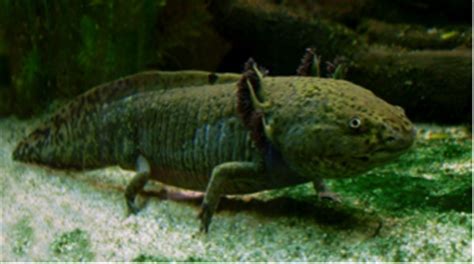 The Hellbenders of Pennsylvania - Shaver’s Creek Environmental Center