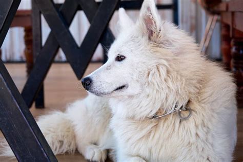 White Domesticated Arctic Wolf Lying Down and Resting on the Floor ...