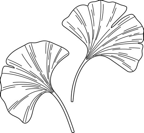 Ginkgo biloba leaves sketch 13812477 Vector Art at Vecteezy