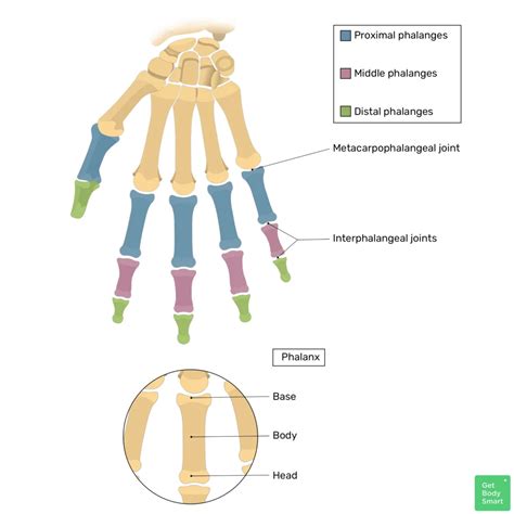 Phalanges Finger Bones Hand Bone Anatomy Anatomy Bone - vrogue.co