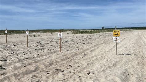 Piping Plover Nesting Destroyed - East Hampton Town Trustees