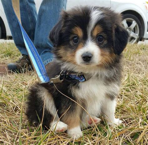 Toy Australian Shepherd Puppies Ohio - Puppies Pict