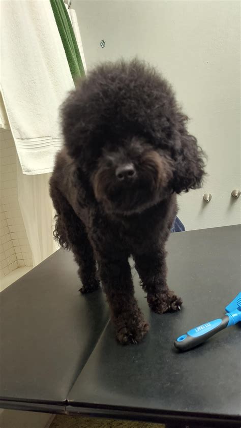 Before and after haircut : r/poodles