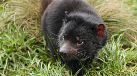 Tasmanian devil joeys mark success for breeding program on mainland Australia - ABC News