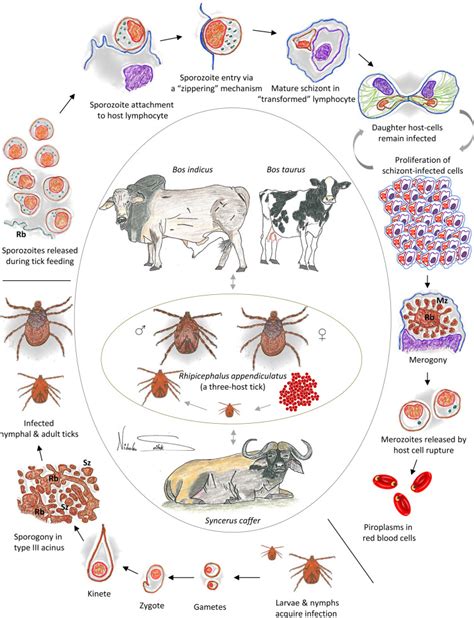 Life-cycle of Theileria parva. The figure illustrates the different ...