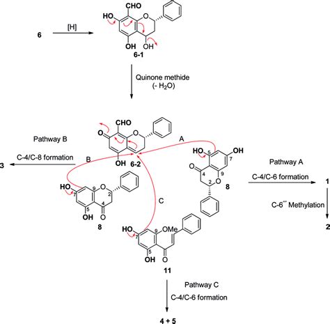 Plausible biosynthetic pathway of compounds 1–5 | Download Scientific ...