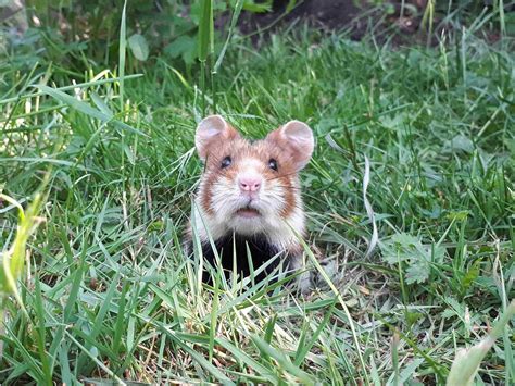 La vie des bêtes : à la découverte du grand hamster d’Alsace, en voie d ...