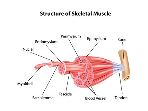 Drawing Of Skeletal Muscle