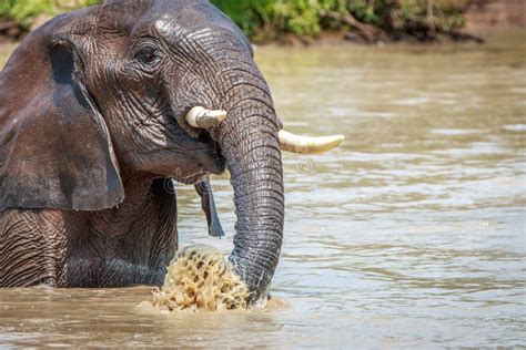 Elephant Playing with the Water. Stock Photo - Image of huge, reserve ...