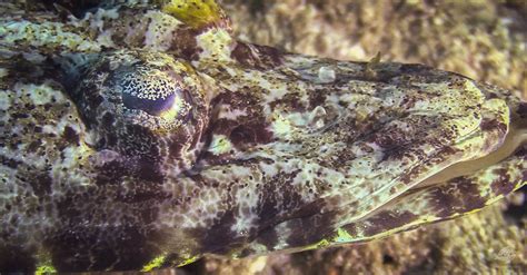 Crocodilefish- Facts Photographs and Video - Seaunseen