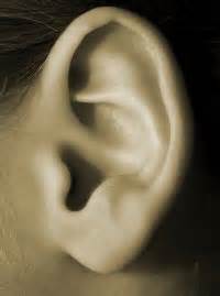 Health & Medical News - Ear wiggling mechanism unmasked - 25/05/2006