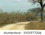 A Winding Dirt Road In A Game Park Free Stock Photo - Public Domain Pictures