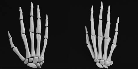 Anatomy - Human hand bones 3D Model $9 - .blend .fbx .unknown .obj - Free3D