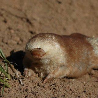 Typical suitable golden mole habitat within the Nylsvley Nature Reserve ...