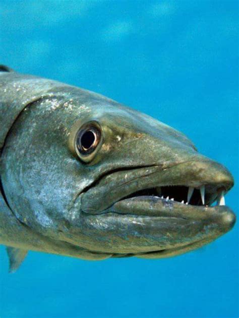 Watch A Barracuda Turn Into A Torpedo And Blindside A Shark - A-Z Animals