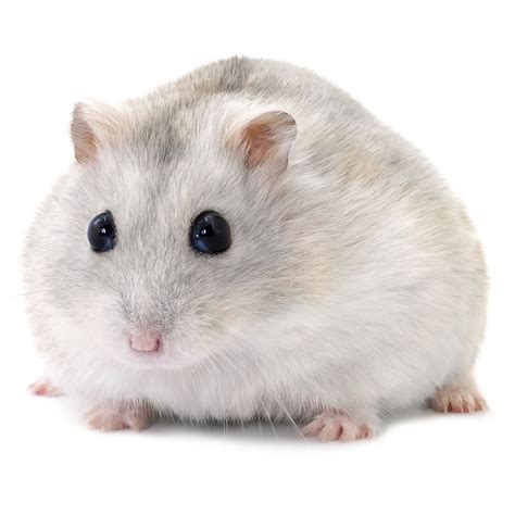 White Dwarf Hamsters