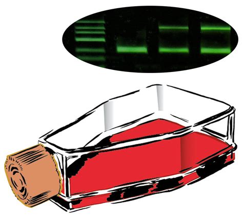 Mycoplasma PCR Test Kit – Cytecs – Expertise of 50 Years in Flow Cytometry