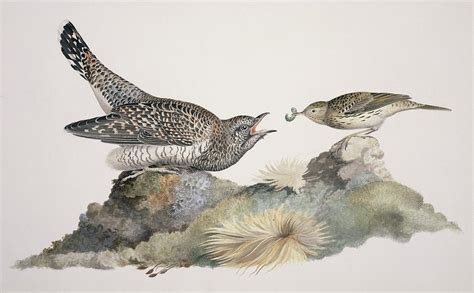 Common cuckoo brood parasite, artwork Photograph by Science Photo ...