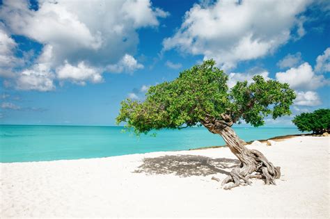 8 Fun Experiences You Need To Have In The Caribbean Island Of Aruba ...