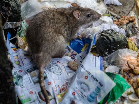 ‘It’s just an all-night buffet’: New York rat infestation blamed on climate change and ...