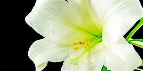 Easter Lily Meaning - History and Symbolism of Easter Lily