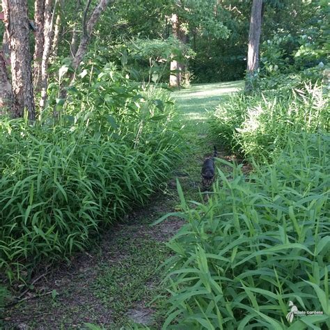 Chasmanthium latifolium #1 (Northern Sea Oats) - Scioto Gardens Nursery