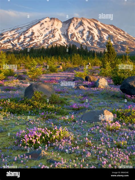 Mount St. Helens National Volcanic Monument, WA Dawn on Mount St ...