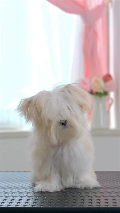 Grooming a Maltese puppy : r/oddlysatisfying