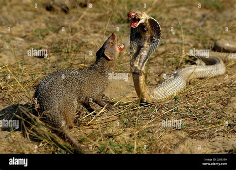 Indian Grey Mongoose and Indian Cobra Tamil Nadu India Stock Photo - Alamy