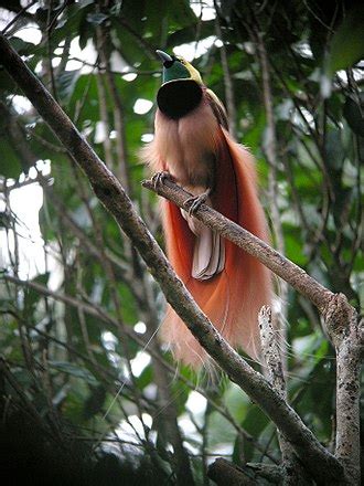 List of birds of Papua New Guinea - Wikipedia