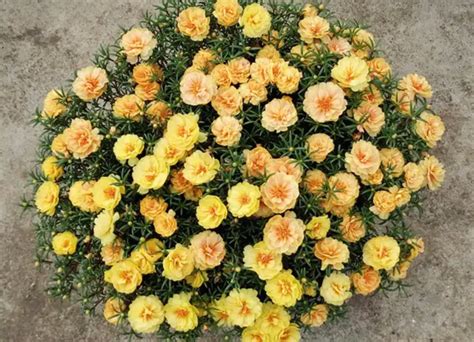 How to Grow Moss Roses