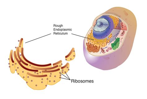 RIBOSOME (Tagalog)