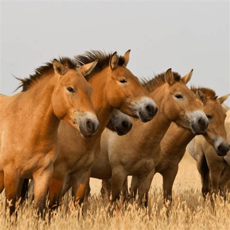 Przewalski's Horse Project - Revive & Restore