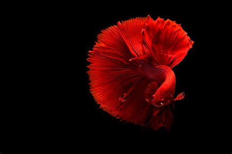 1920x1080px | free download | HD wallpaper: betta, Fighting, fish, psychedelic, Siamese ...